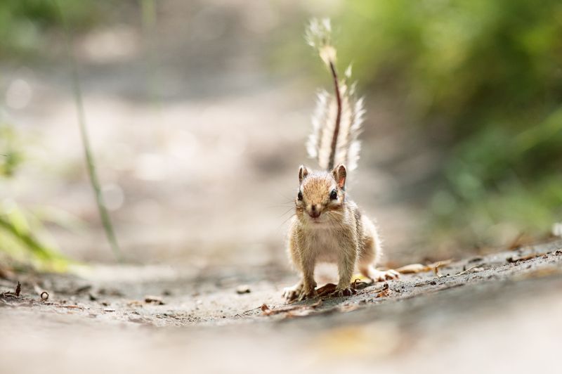 бурундук, красноярск, татышев-парк Кто здесь... фото превью