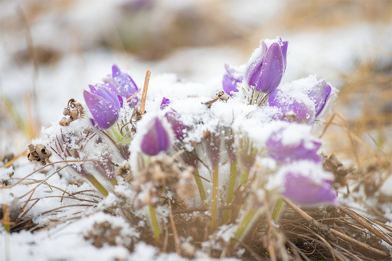 , Чудинин Дмитрий