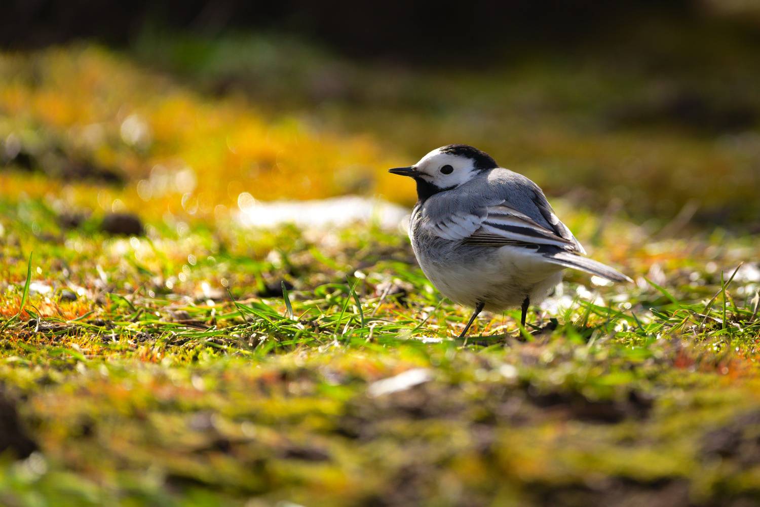 , Лажанский Руфат