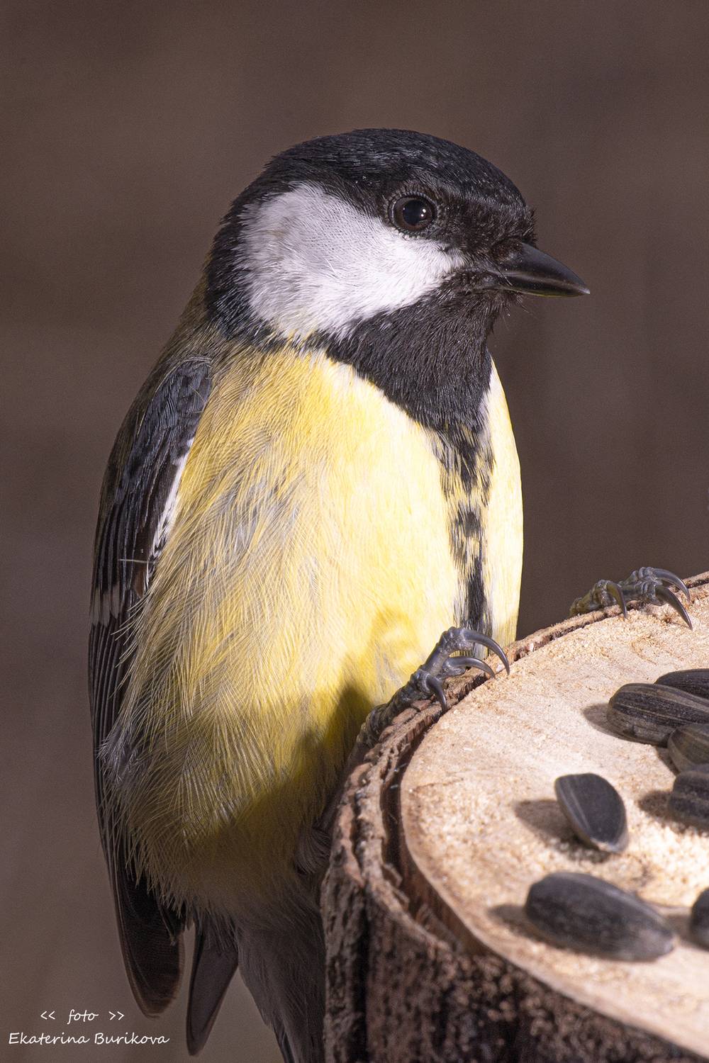 , Бурикова Екатерина