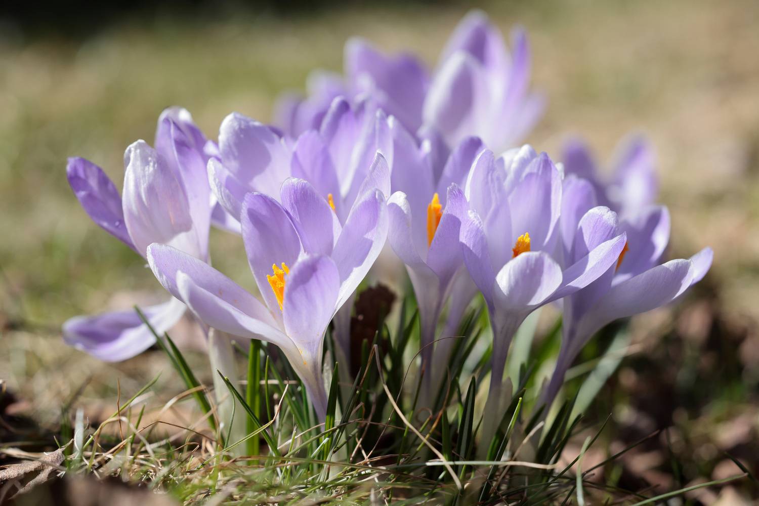 весна, природа, цветы, крокусы, Алексей Попов