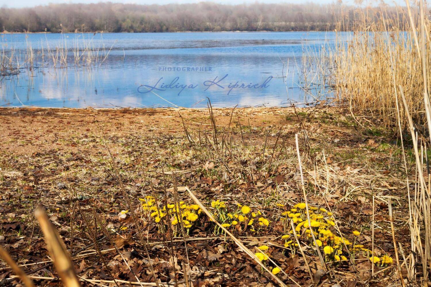 весна, времена года, первоцветы, природа, мать-и-мачеха, апрель, Лидия Киприч