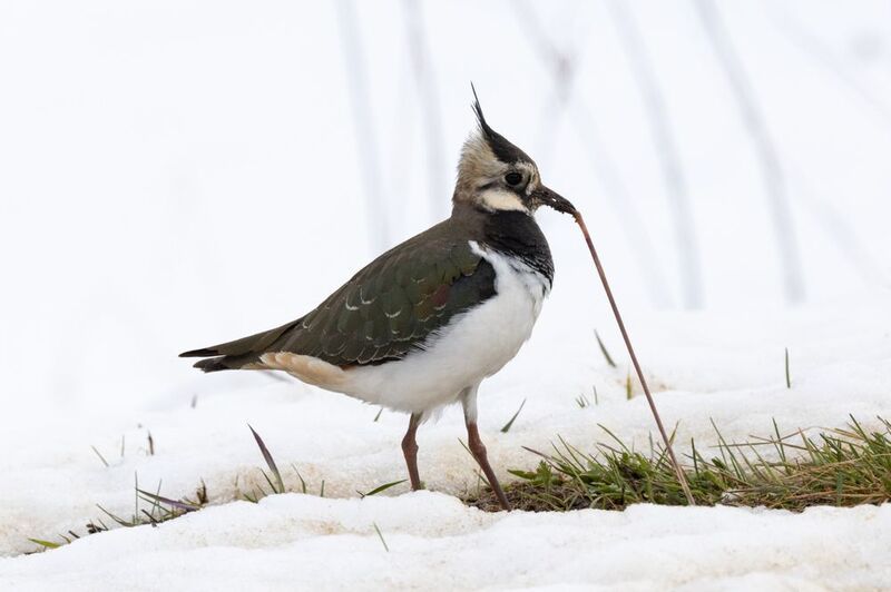 Чибис, червяк Вкуснятина! фото превью