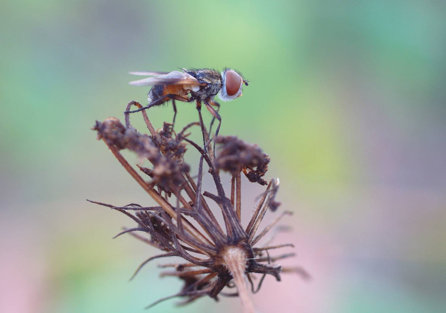 , Чепленко Алексей
