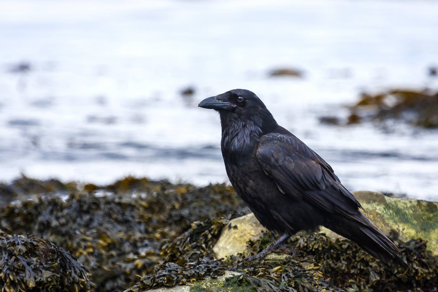 ворон, птица, командоры, Уткин Дмитрий