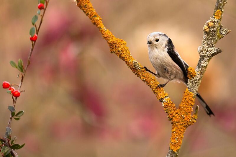 Long-tailed Ti фото превью
