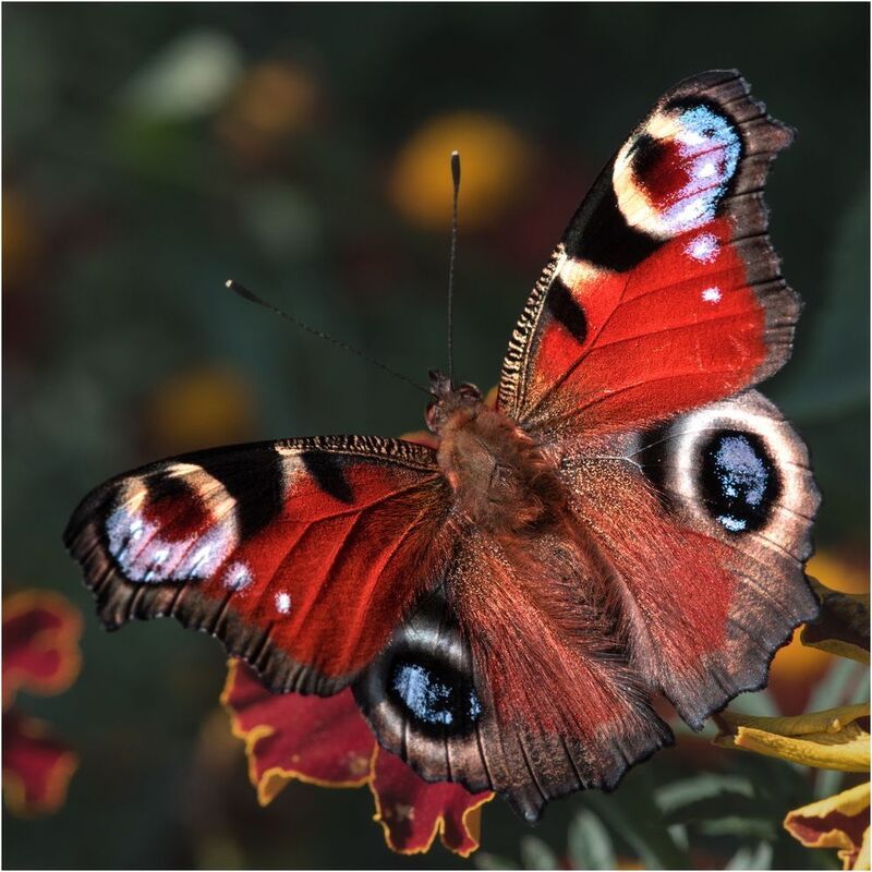 ***** фото превью