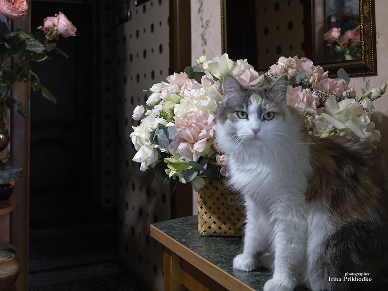 кошки, домашние животные, питомцы, букеты, подарки Лучший твой подарочек - это я! фото превью