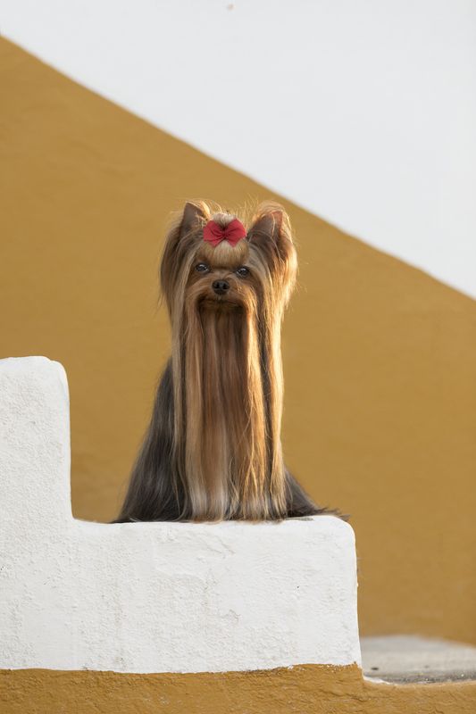 photography,dogs,pets,outdoor,yorkshire,black,background,motion,portrait,puppy,canine,canon,natural,light,monochrome,city,wall sun фото превью