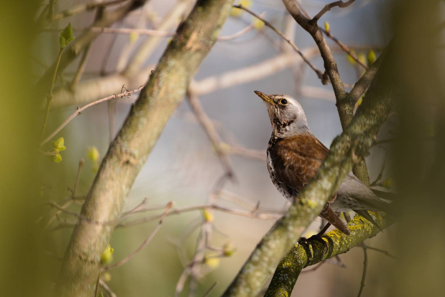 , Лажанский Руфат