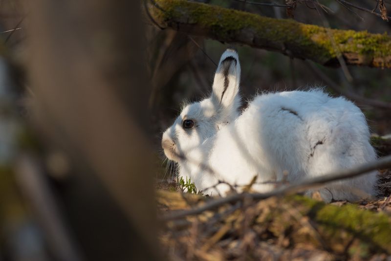 заяц, беляк, лес, природа, новосибирск, весна, фотоохота Заяц фото превью