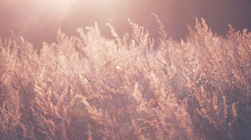 meadow, field, nature, beauty, dry, grass, autumn, evening, sunset, sunlight *** фото превью
