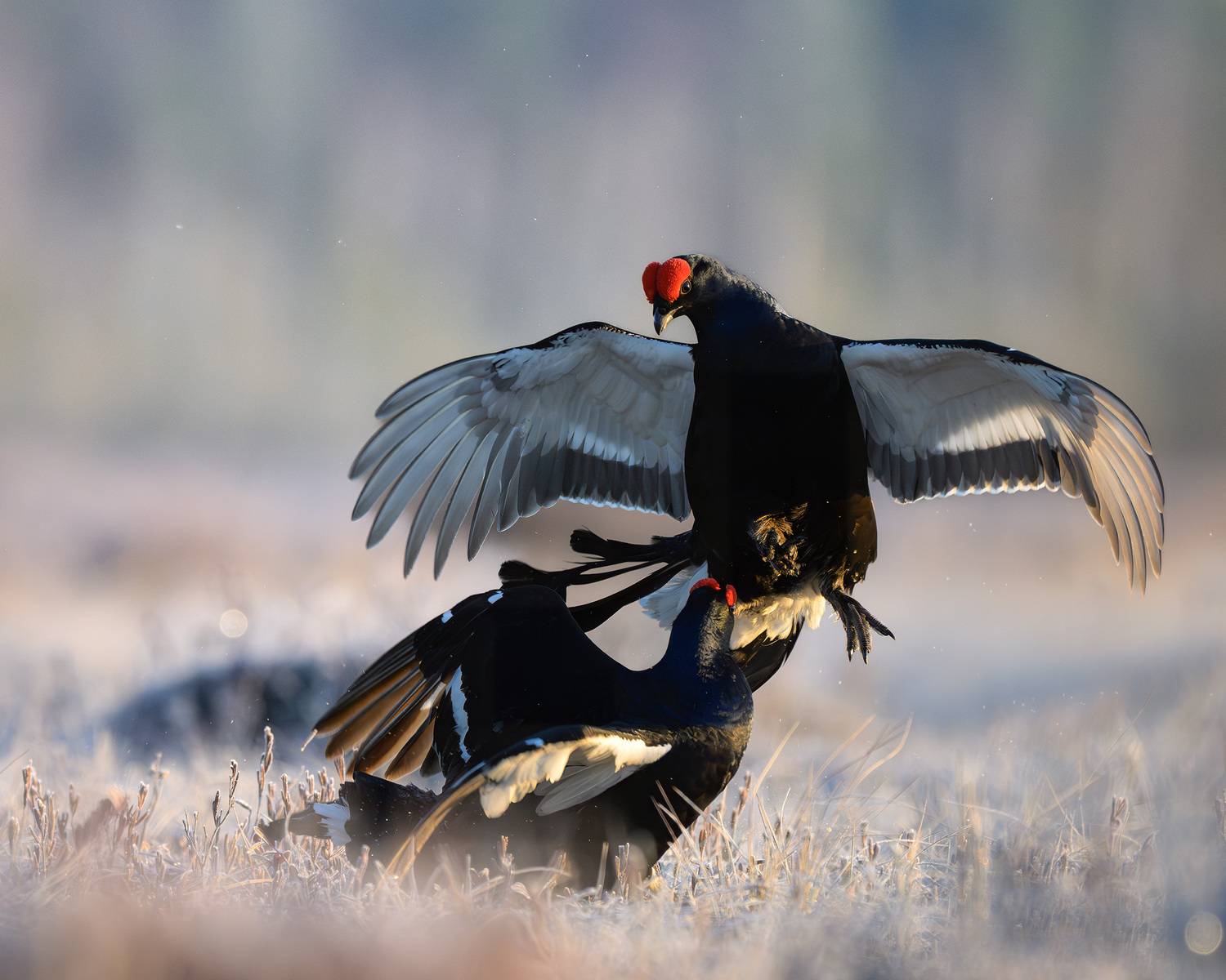 тетерев, ток, токование, птицы, болото, бердинг, бердвотчинг, фотоохота, природа, birdwatching, birding, Black grouse, Courtship display, Михаил Ездаков
