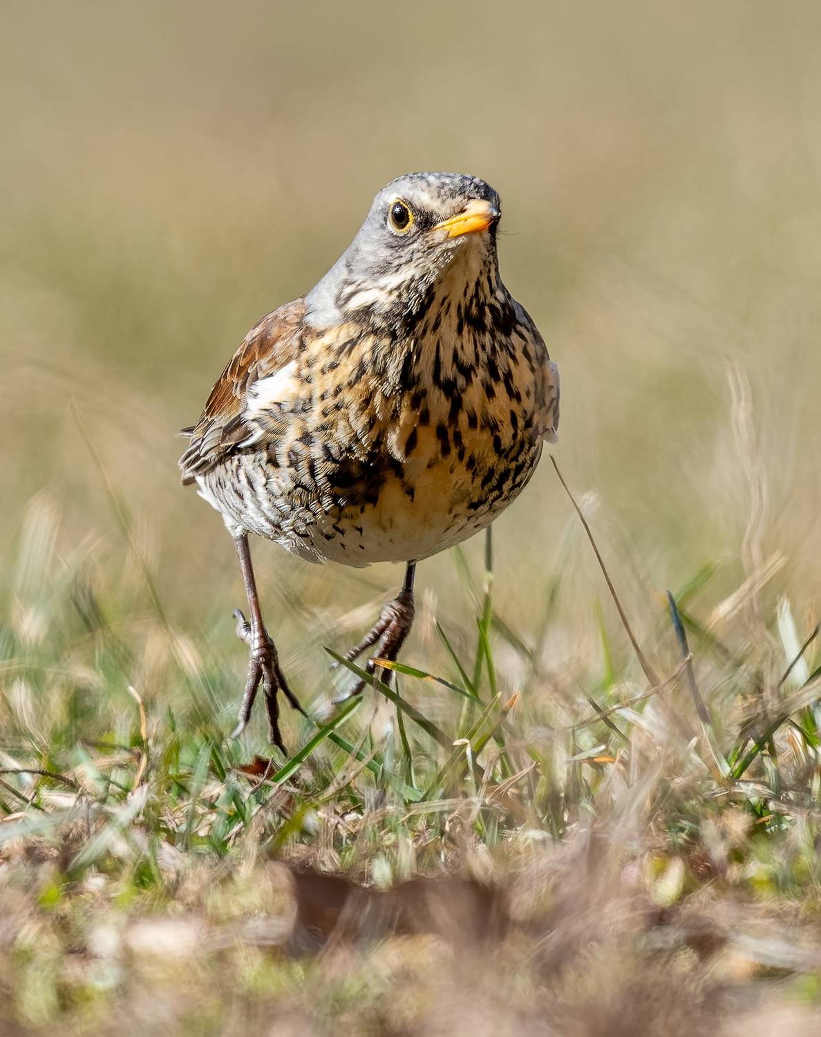 , Дэм Константин