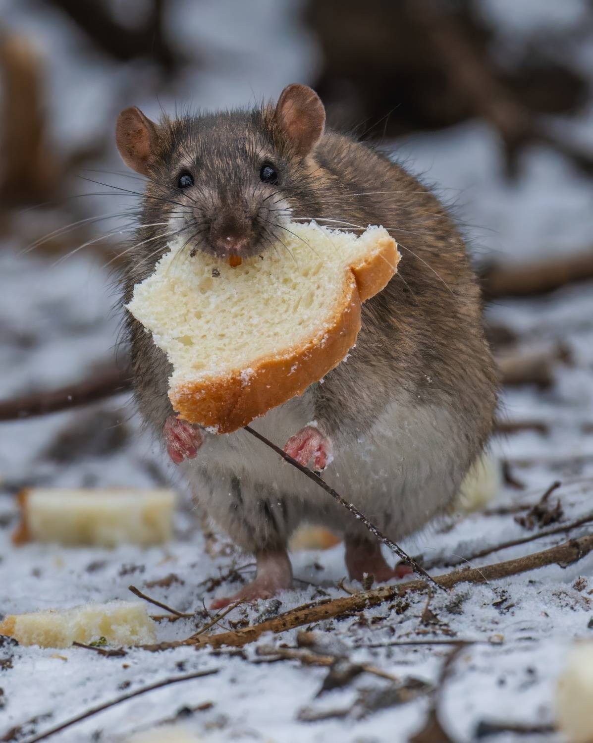 , Дэм Константин