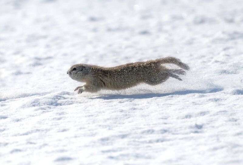 суслик, бег, снег, сибирь, красноярск, животный мир Снежные забавы фото превью