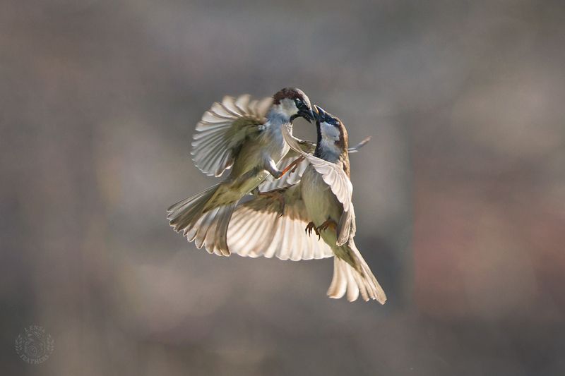 Воробьи - Lens and Feathers фото превью