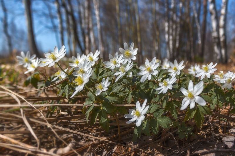 Первые ... фото превью
