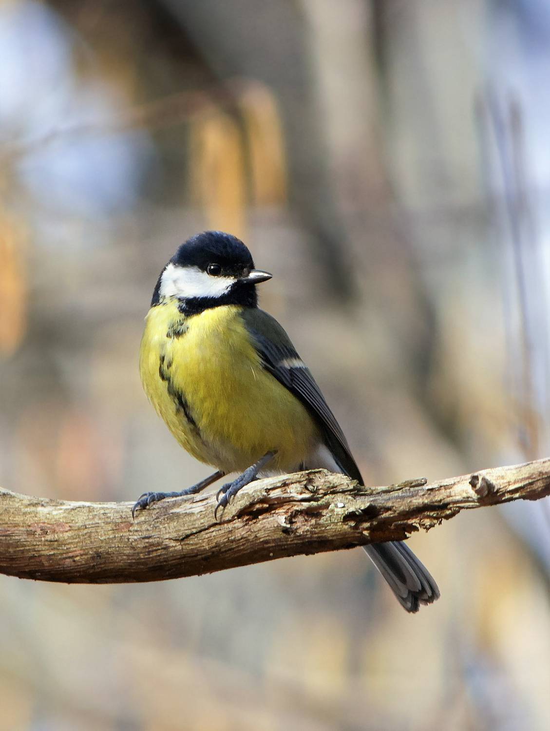 синица, большая синица, большак, parus major, КарОл
