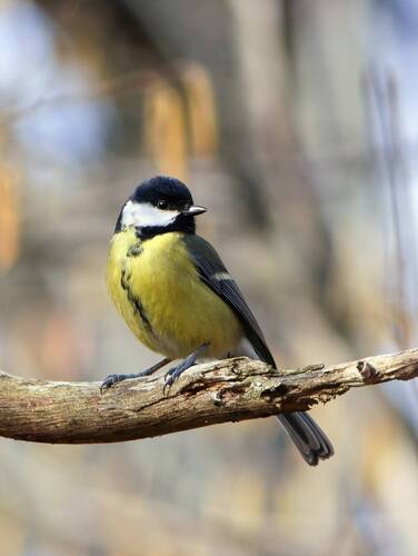 Большая синица (Parus major)