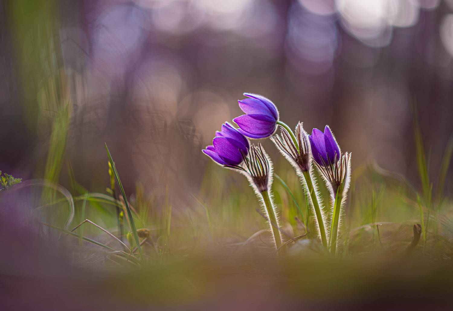 , Зайцев Роман