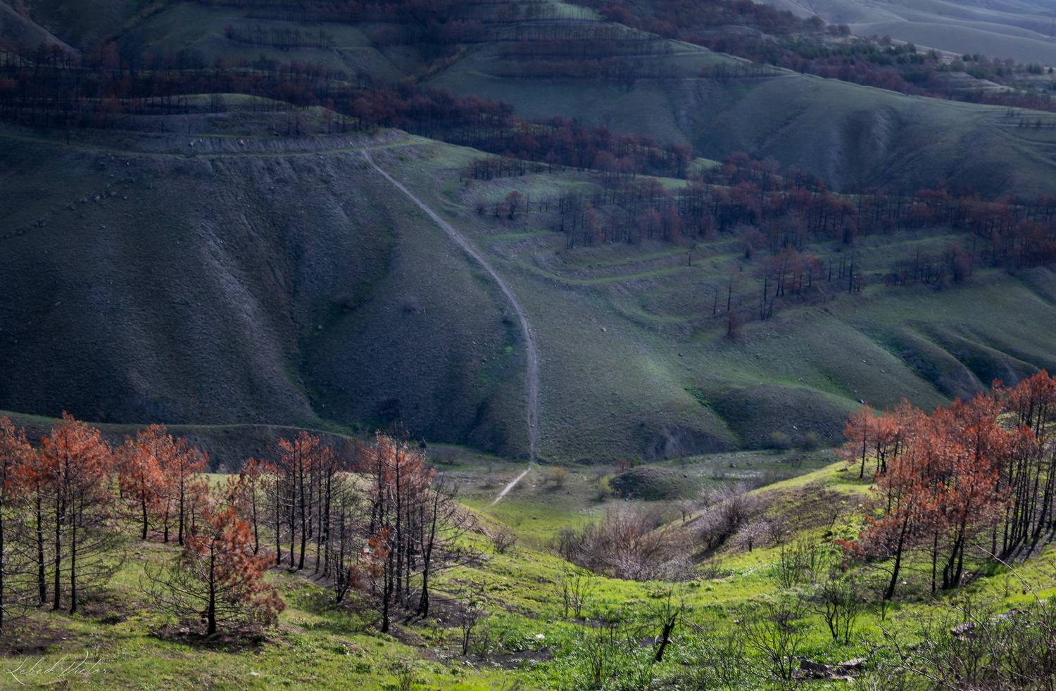 , Виктор Лебедь
