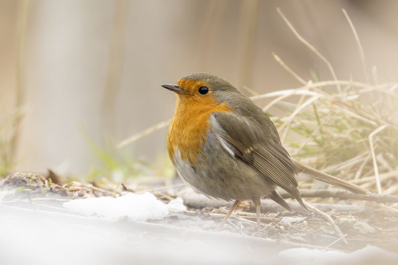 Малиновка фото превью