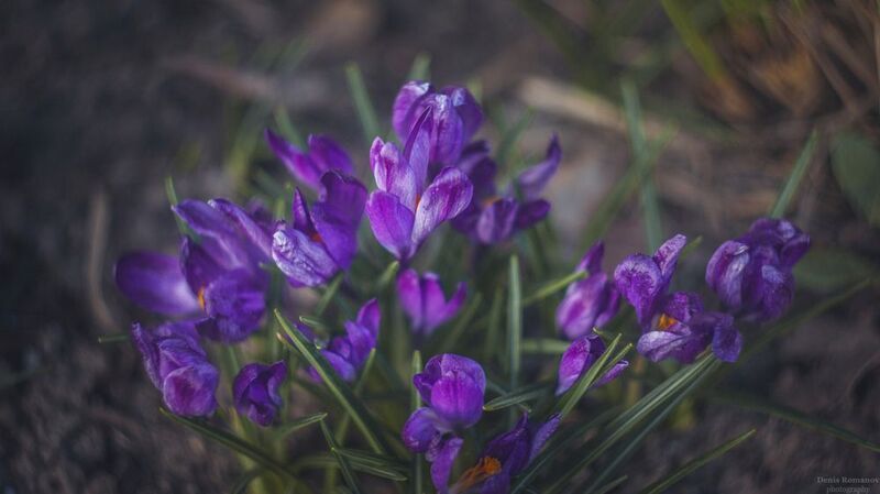 природа, весна, цветы, макро, macro, nature, flowers *** фото превью