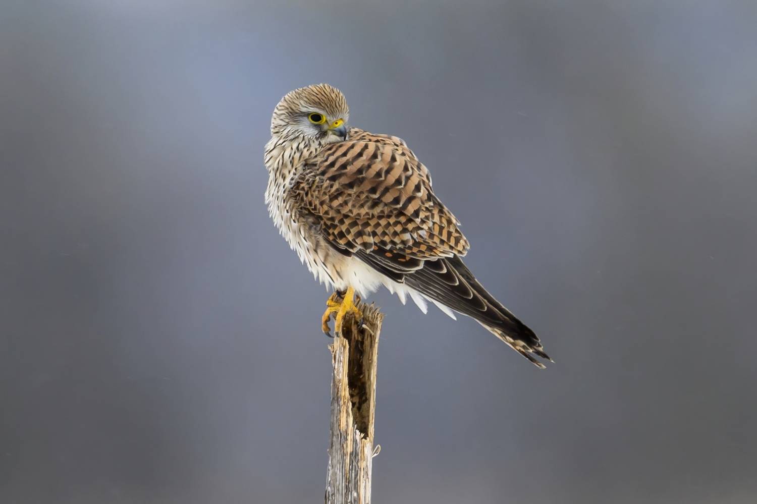 , Пупонин Сергей