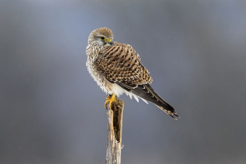 Пустельга фото превью