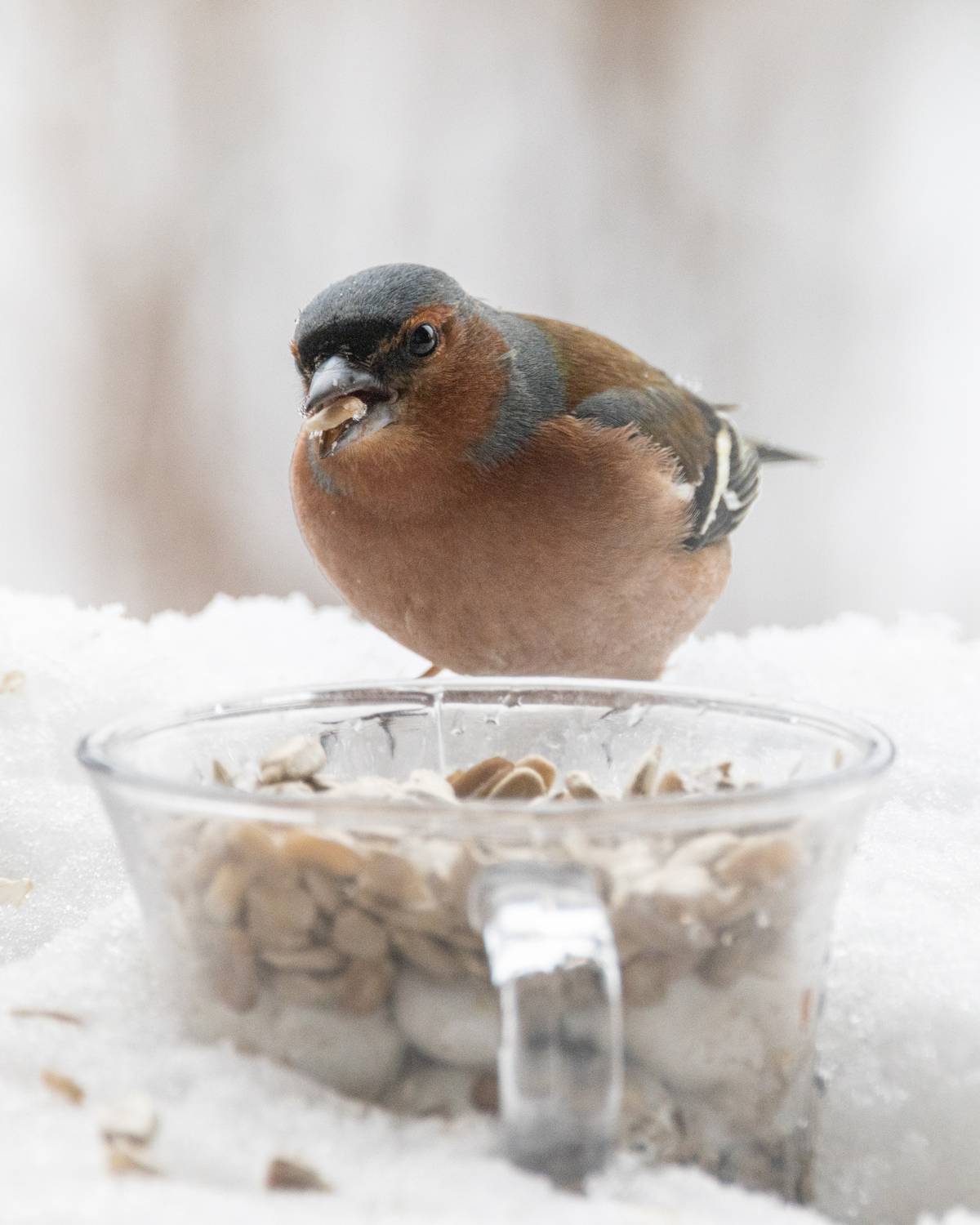 Зяблик, Пономарев Илья