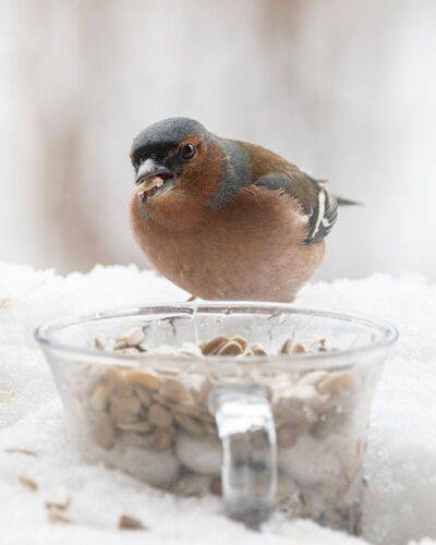 Чаша изобилия