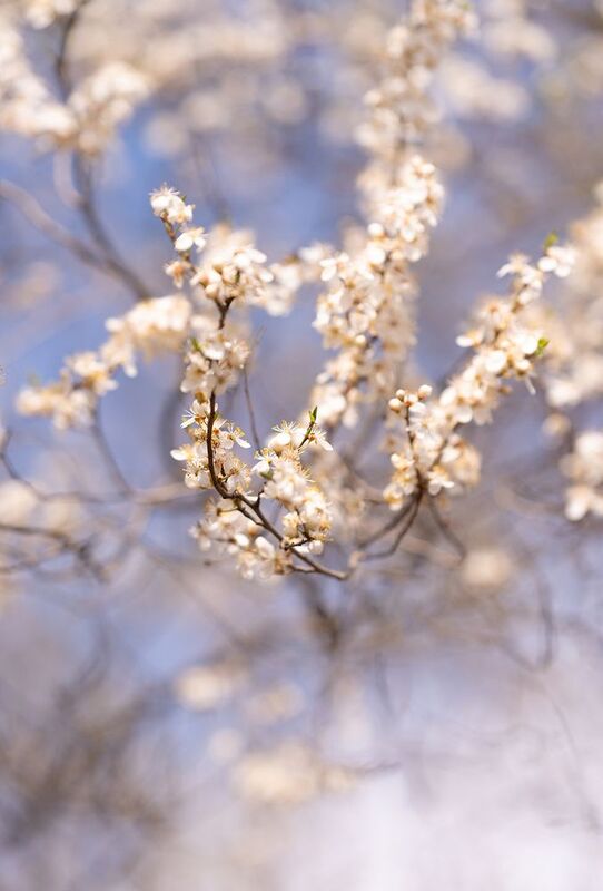 wiosna фото превью