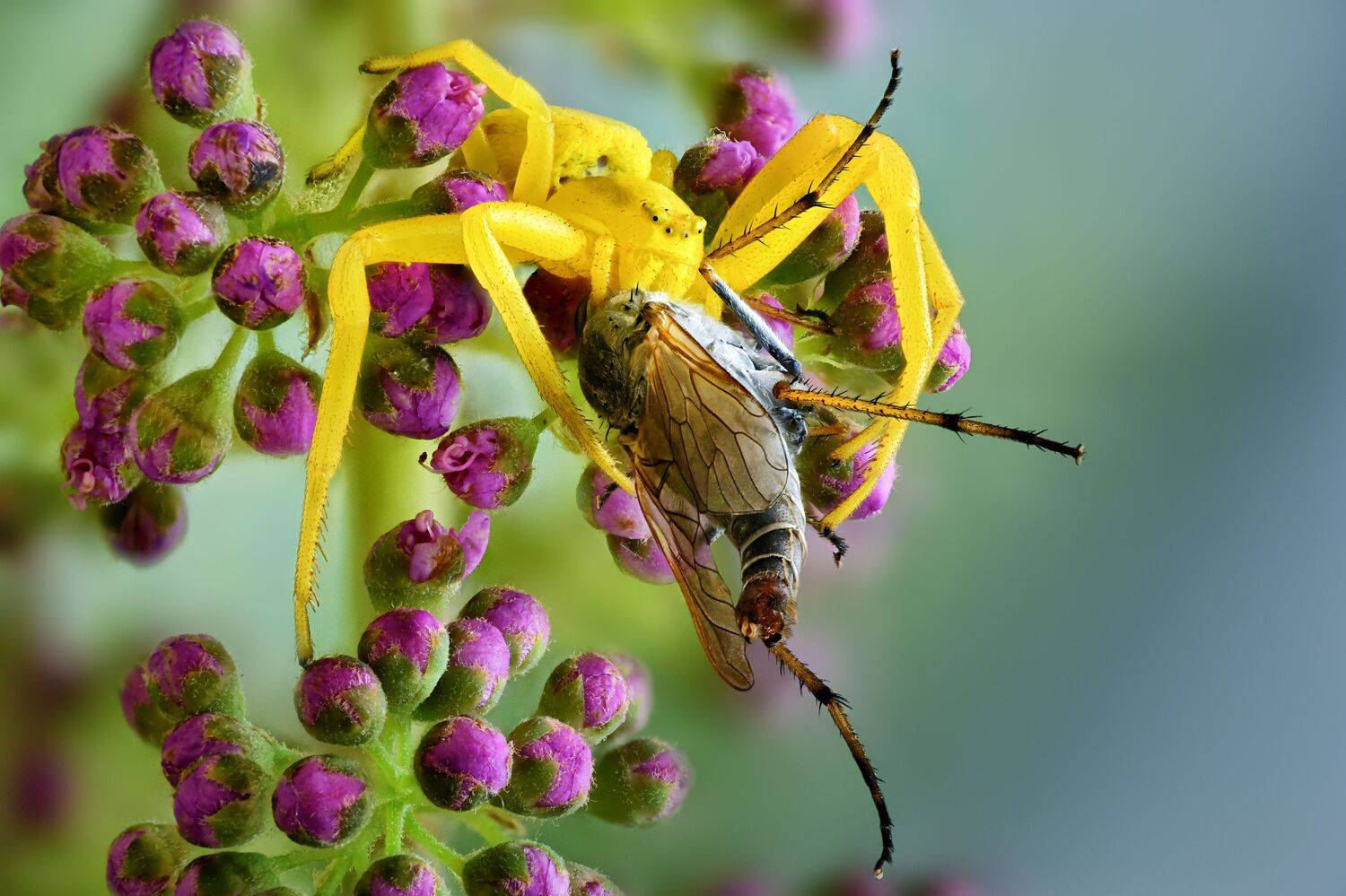 , Антон Финевич