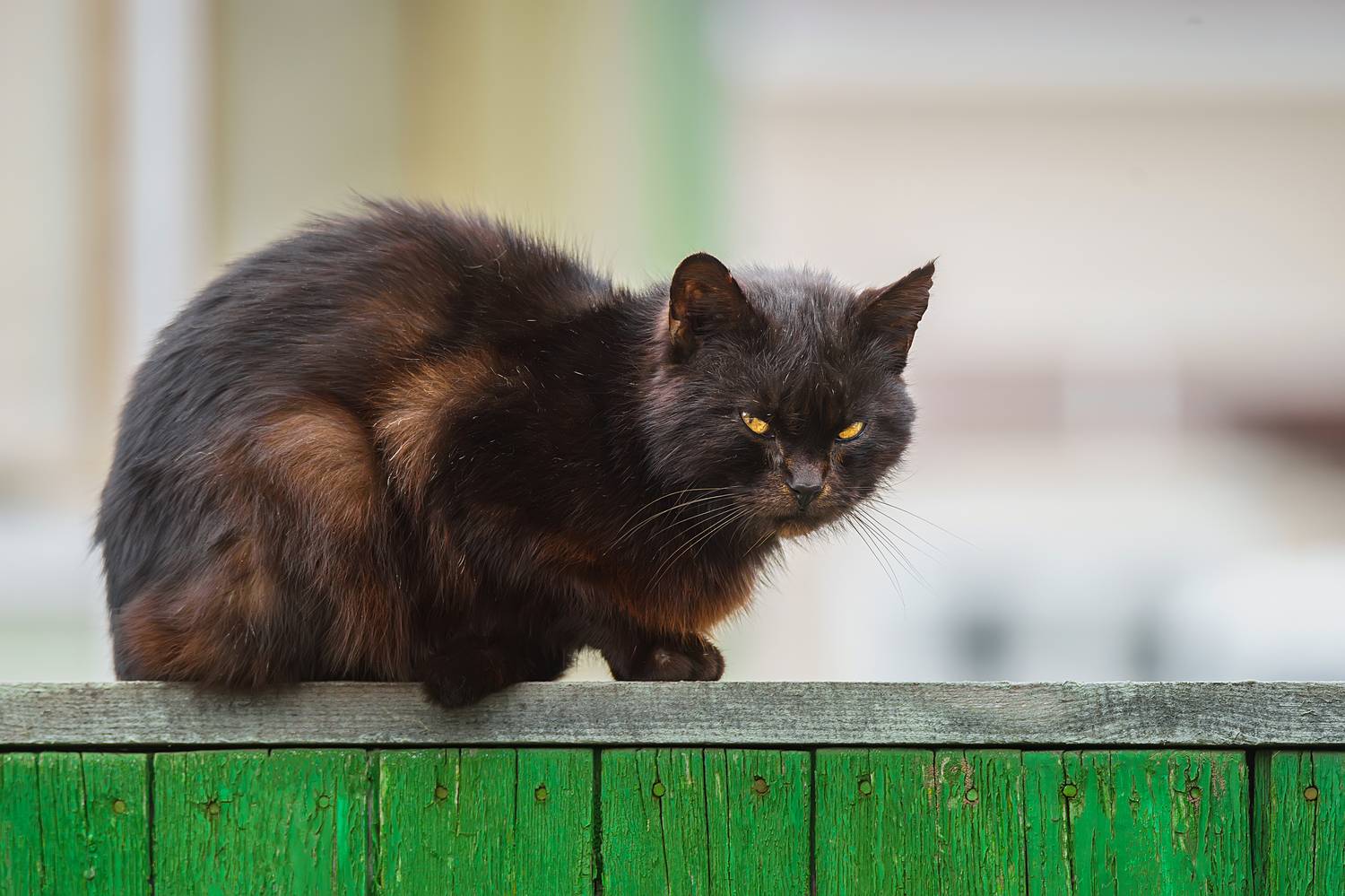 , Корнеев Алексей