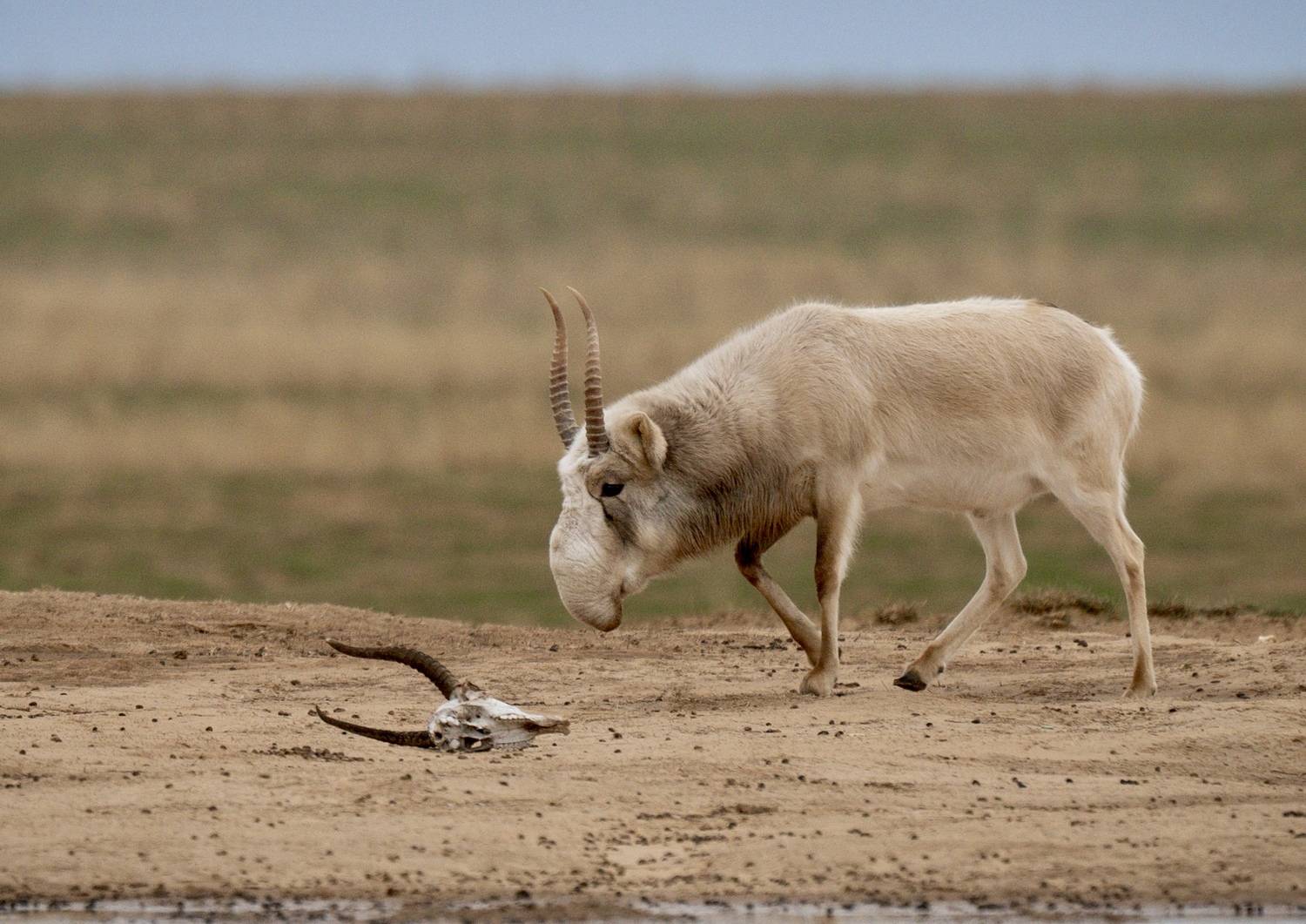 , Владимир Цветов