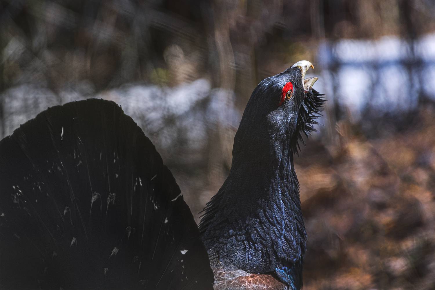 глухарь, красноярские столбы, красноярск, Андреева Светлана