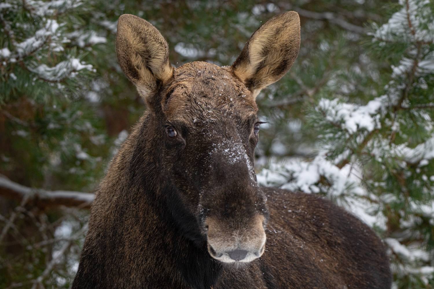 лось, зима, ресницы, портрет, Степанова Татьяна