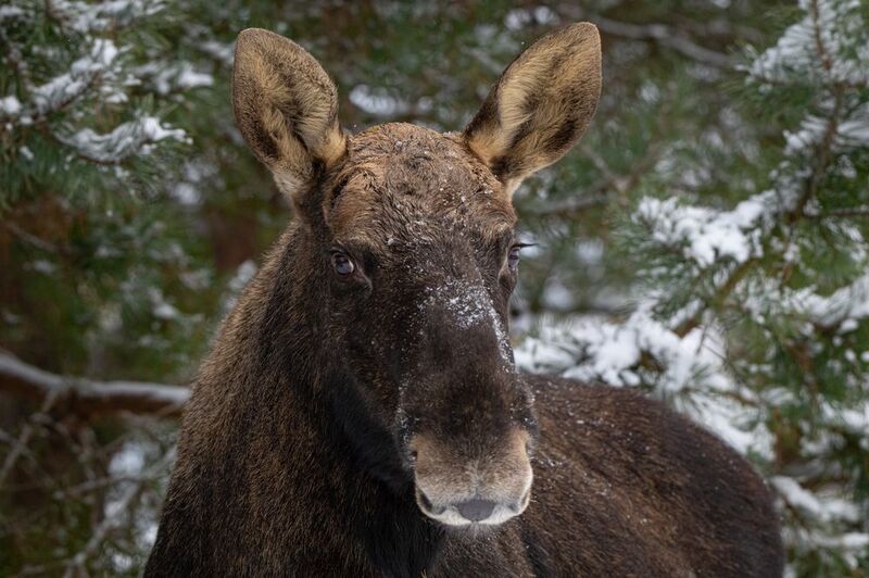 лось, зима, ресницы, портрет Мой любимый лось фото превью