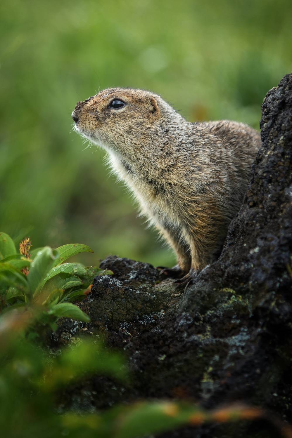 , Андрей Ершов