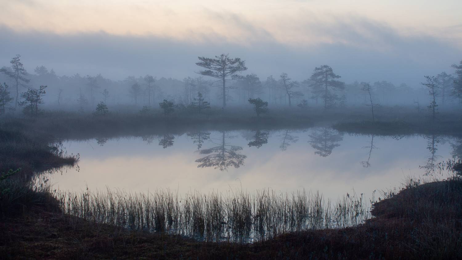 , Комарова Вера
