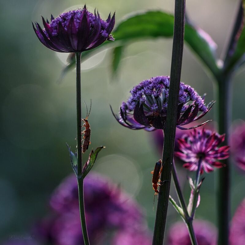 жук-пожарник, макро, macro  фото превью