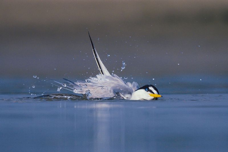 Little Tern фото превью