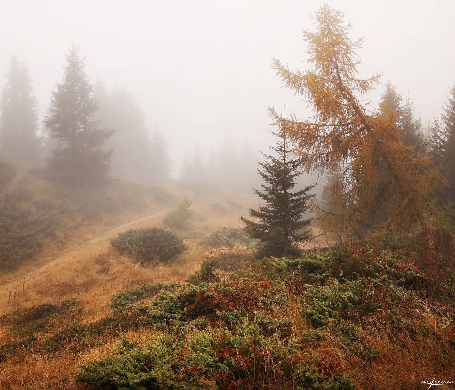 swiss, Матвеев Николай