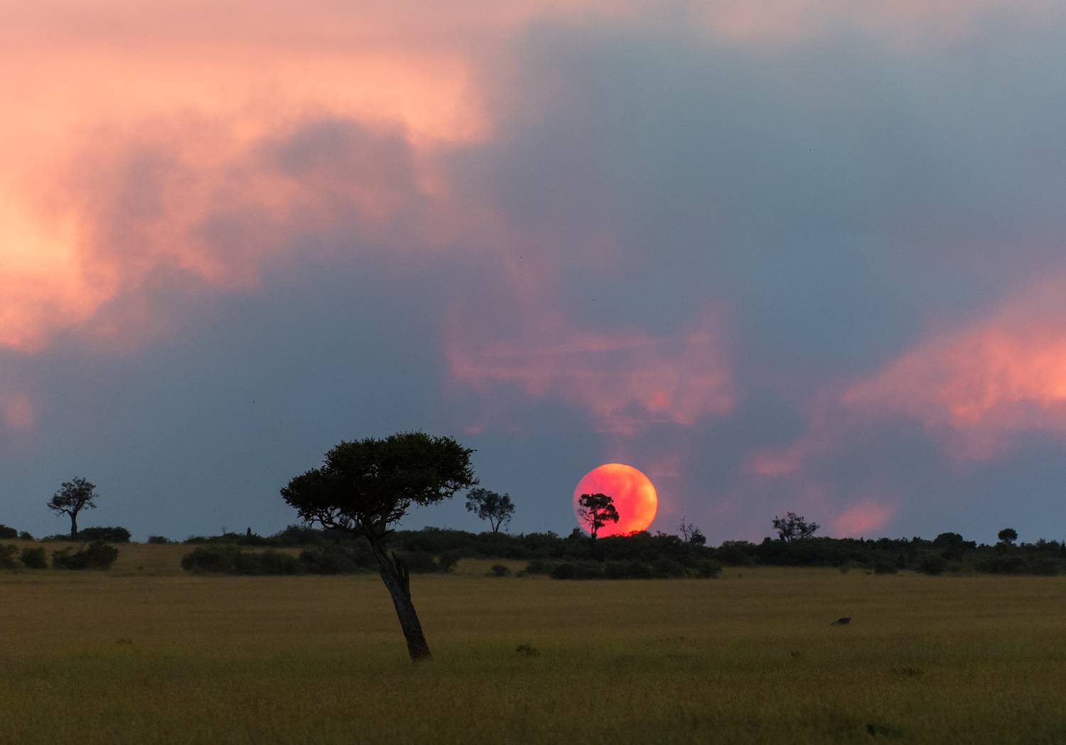 , Vorobeychik Vladimir
