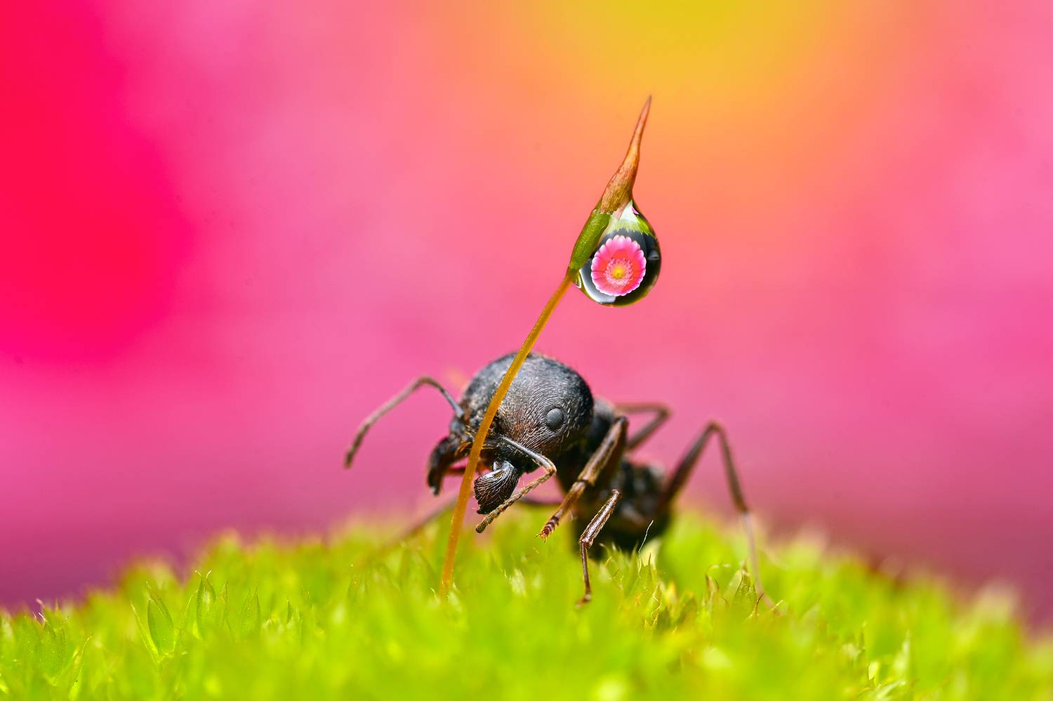 ceclii, macro, Ganev Tsvetan