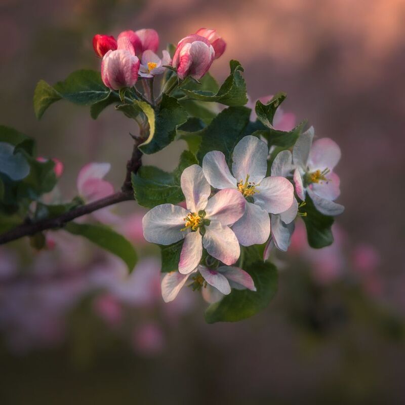 apple blossoms фото превью