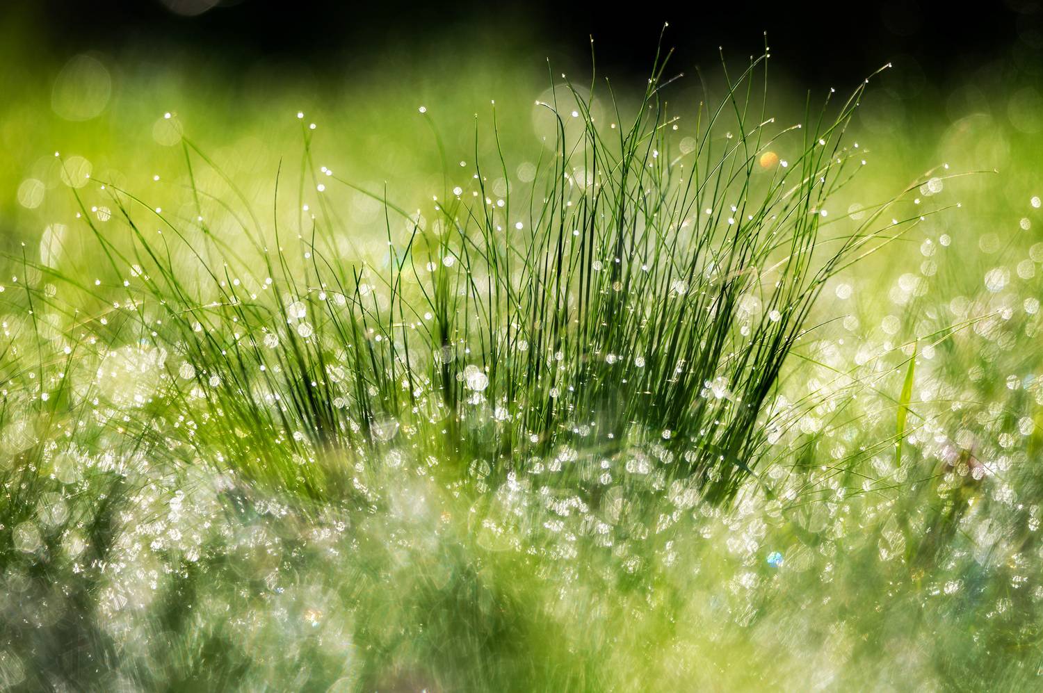 , Сергей Тихомиров