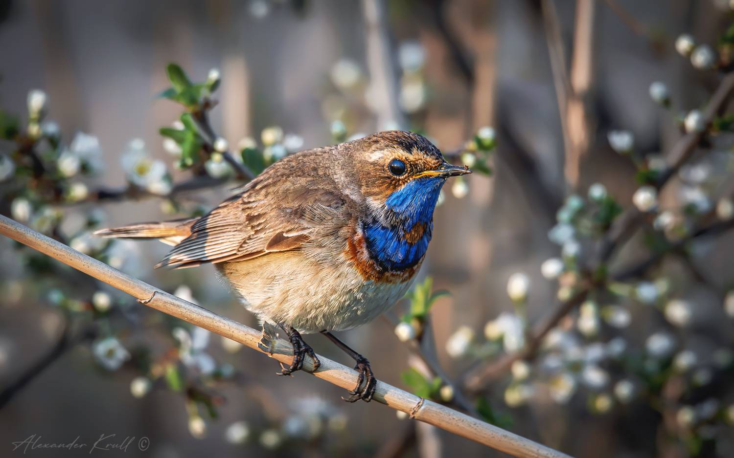 варакушка, luscinia svecica, Круль Александр