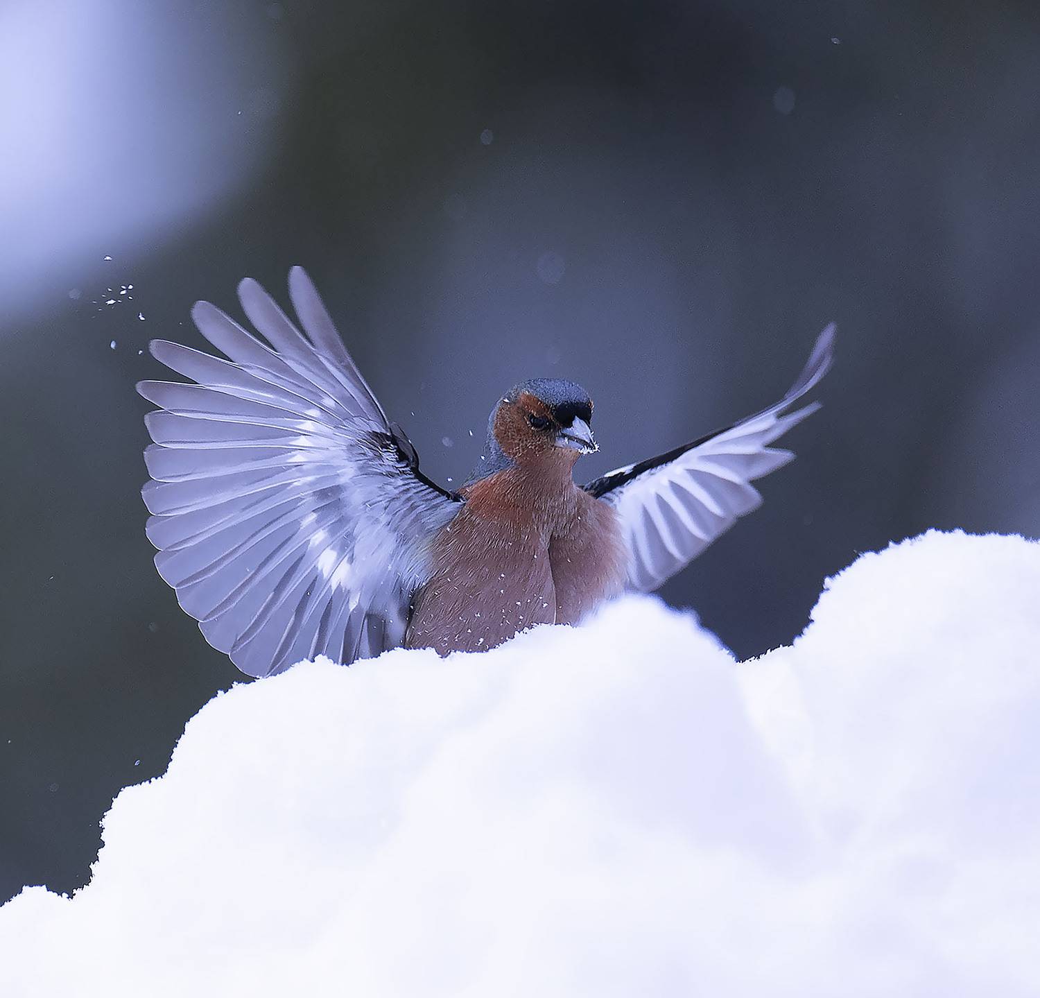 зяблик,перелётная птица, природа, bird, beautiful, nature, Стукалова Юлия